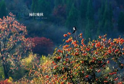 文章附图